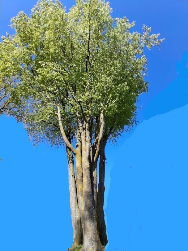 bladerdak
